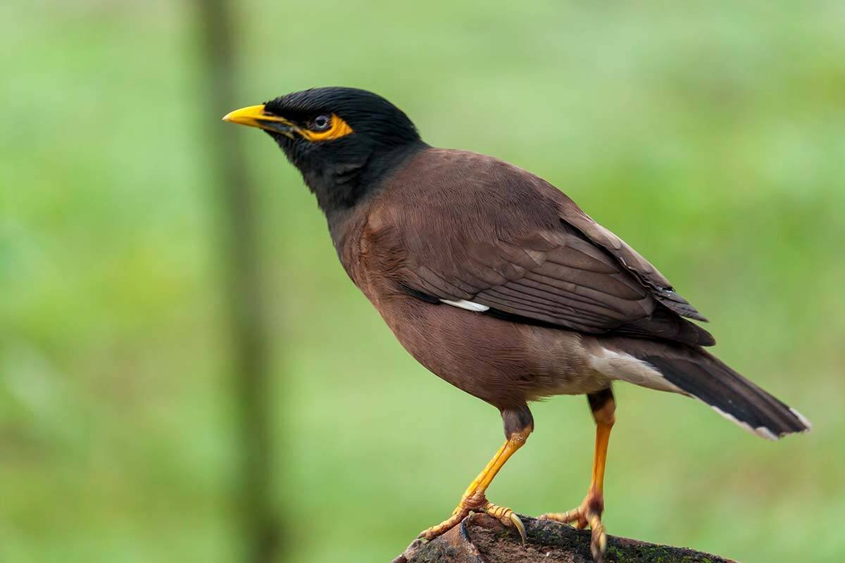 Indian Myna