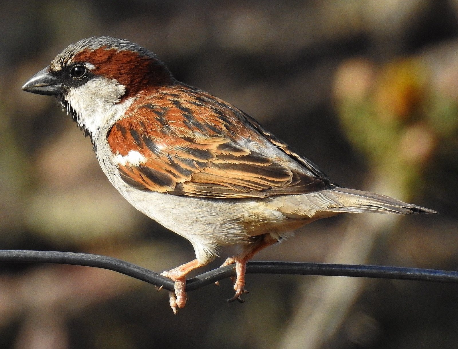 House Sparrow