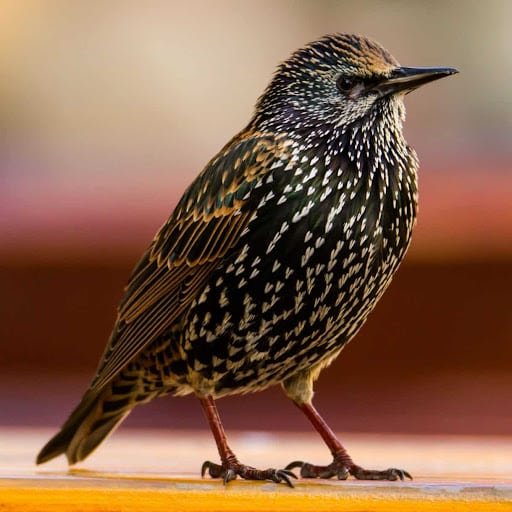 Common Starling