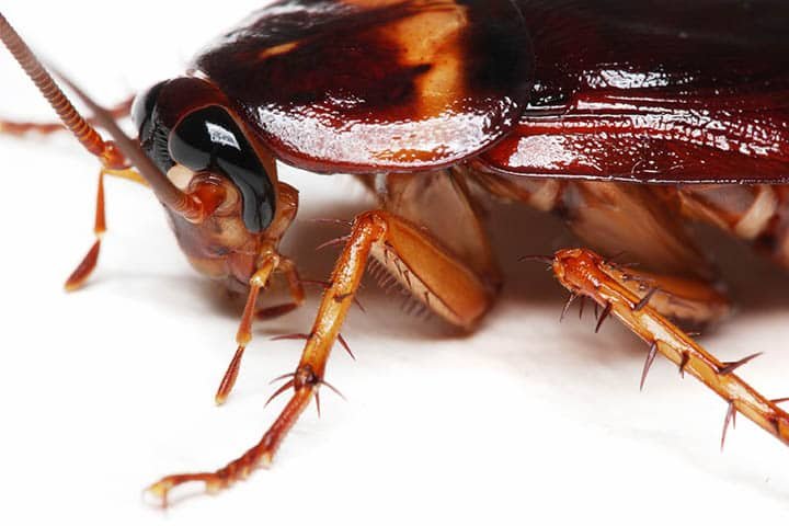 Cockroach in a commercial kitchen environment
