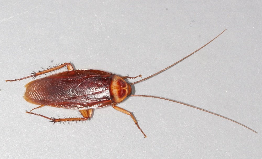 American cockroach near drain or basement