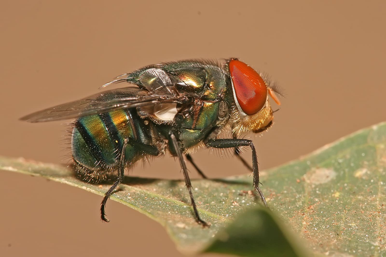 Blowfly on outdoor surface near building