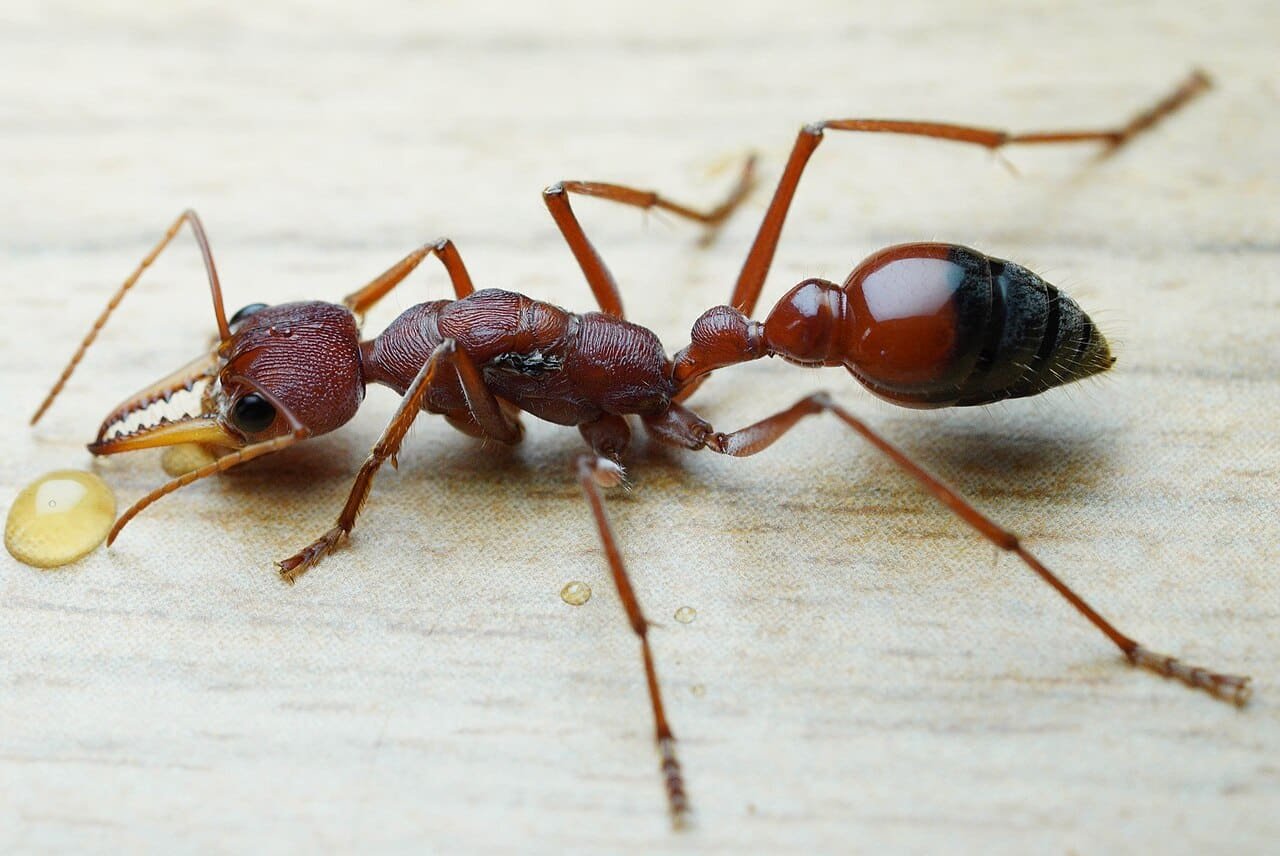 Bull Ant