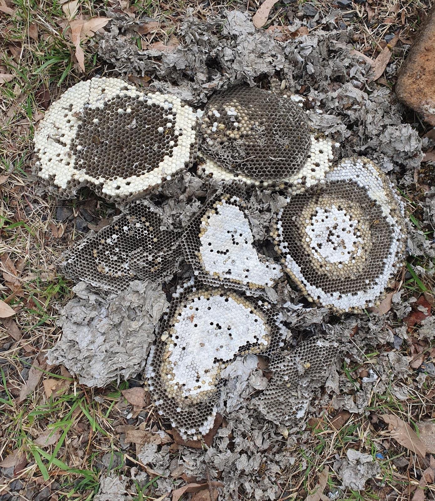 Technician treating wasp nest on home exterior