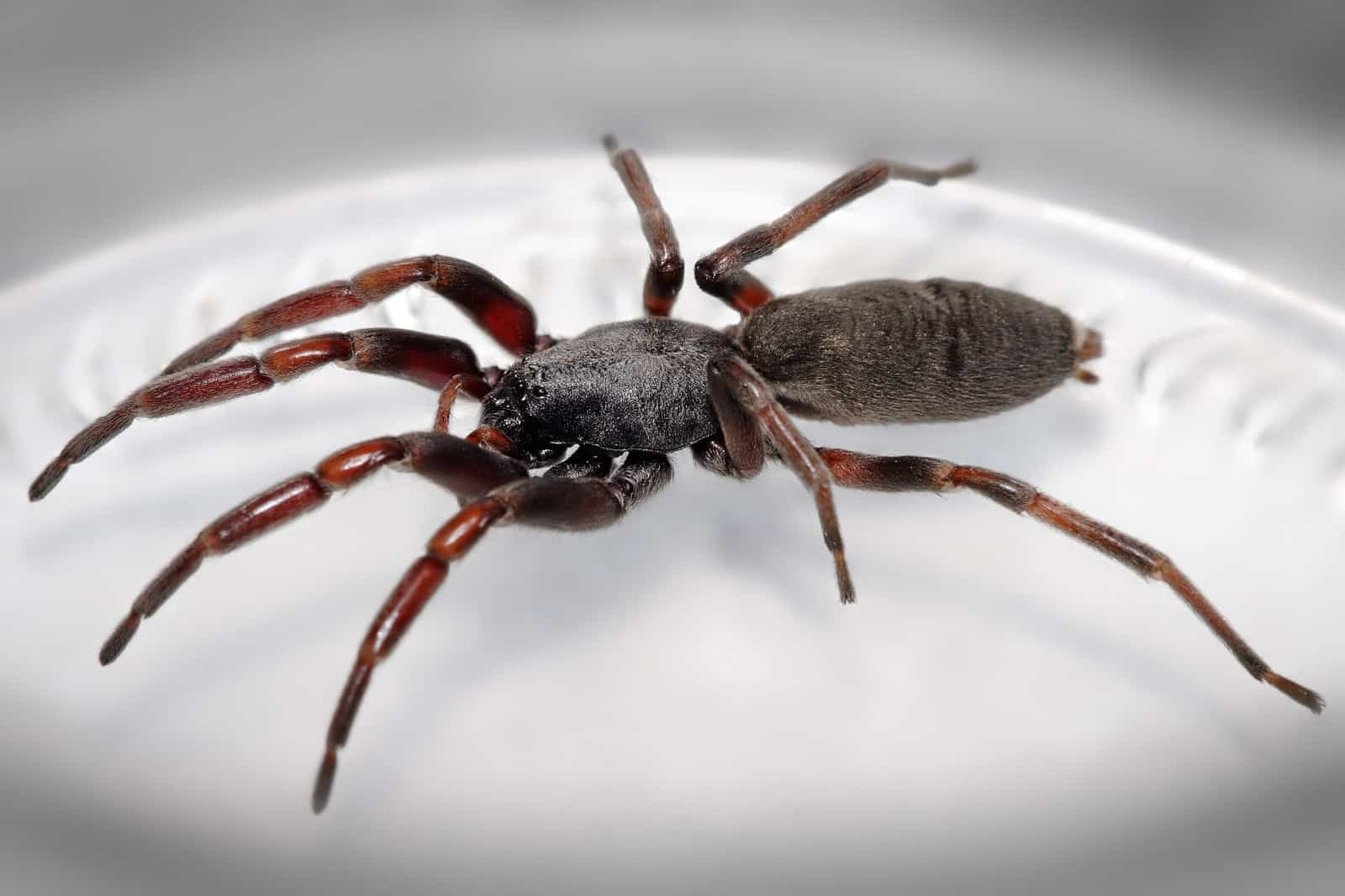 White-tail spider on wall