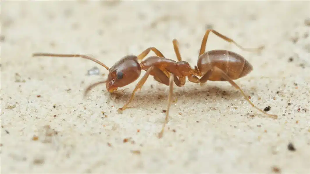 Argentine Ant