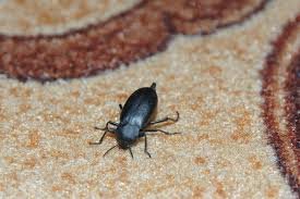 Carpet damage from beetles in storage areas