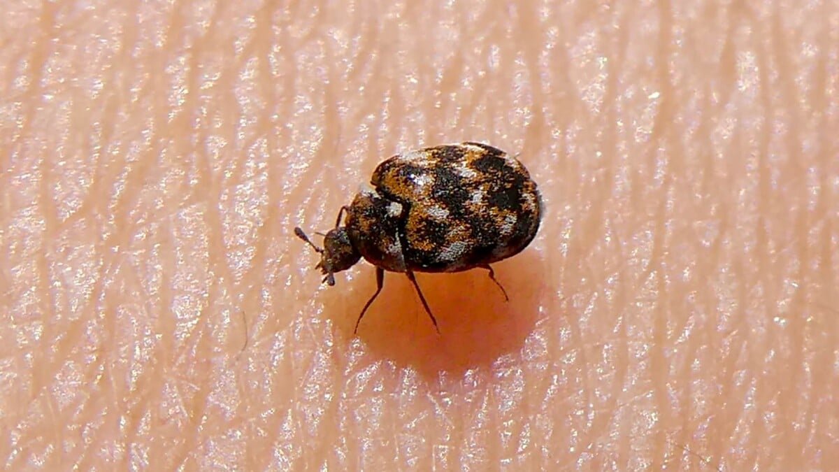 Varied carpet beetle on fabric