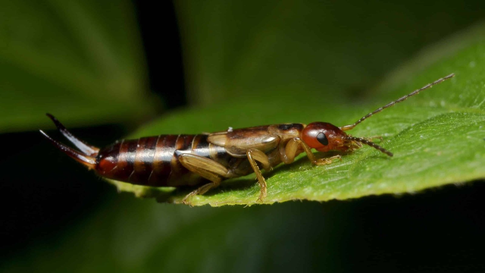 European earwig in garden mulch and pots