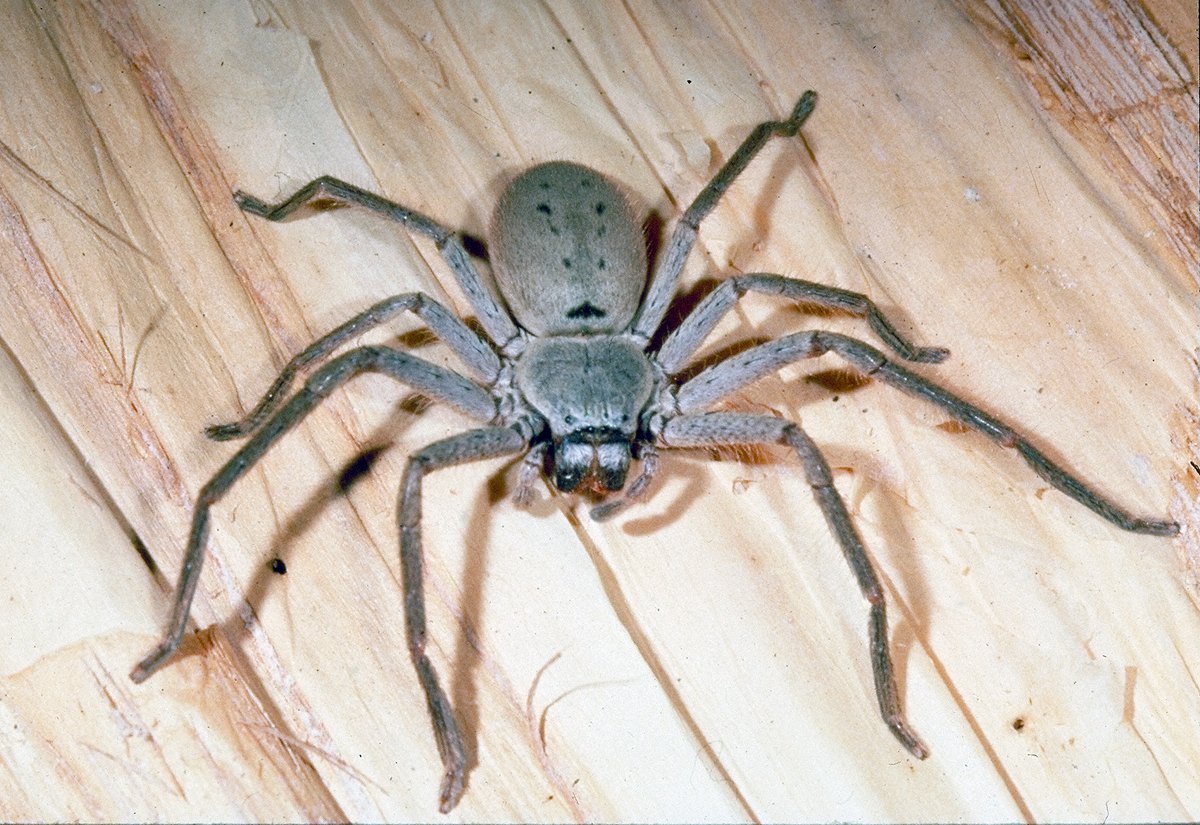 Huntsman spider indoors