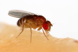 Fruit flies around fruit and drains in kitchen