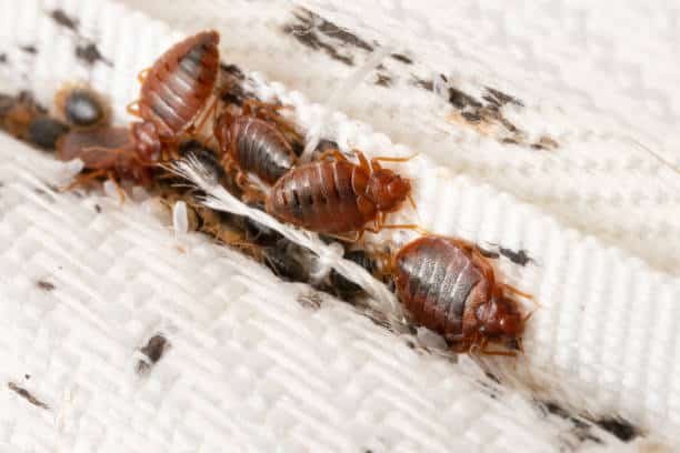 Bed in short-stay CBD apartment where bed bugs can hide