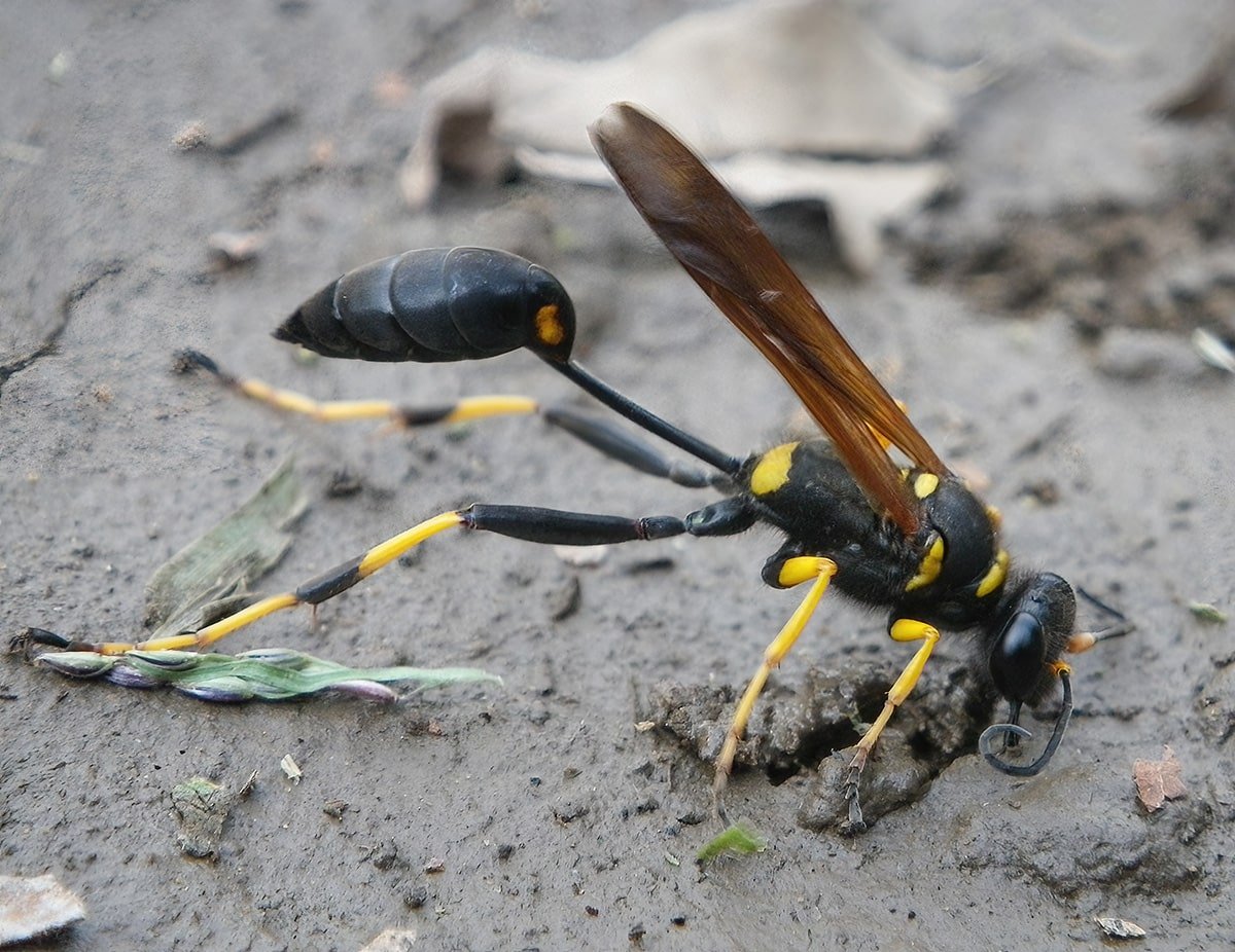 Mud wasp nest on exterior wall