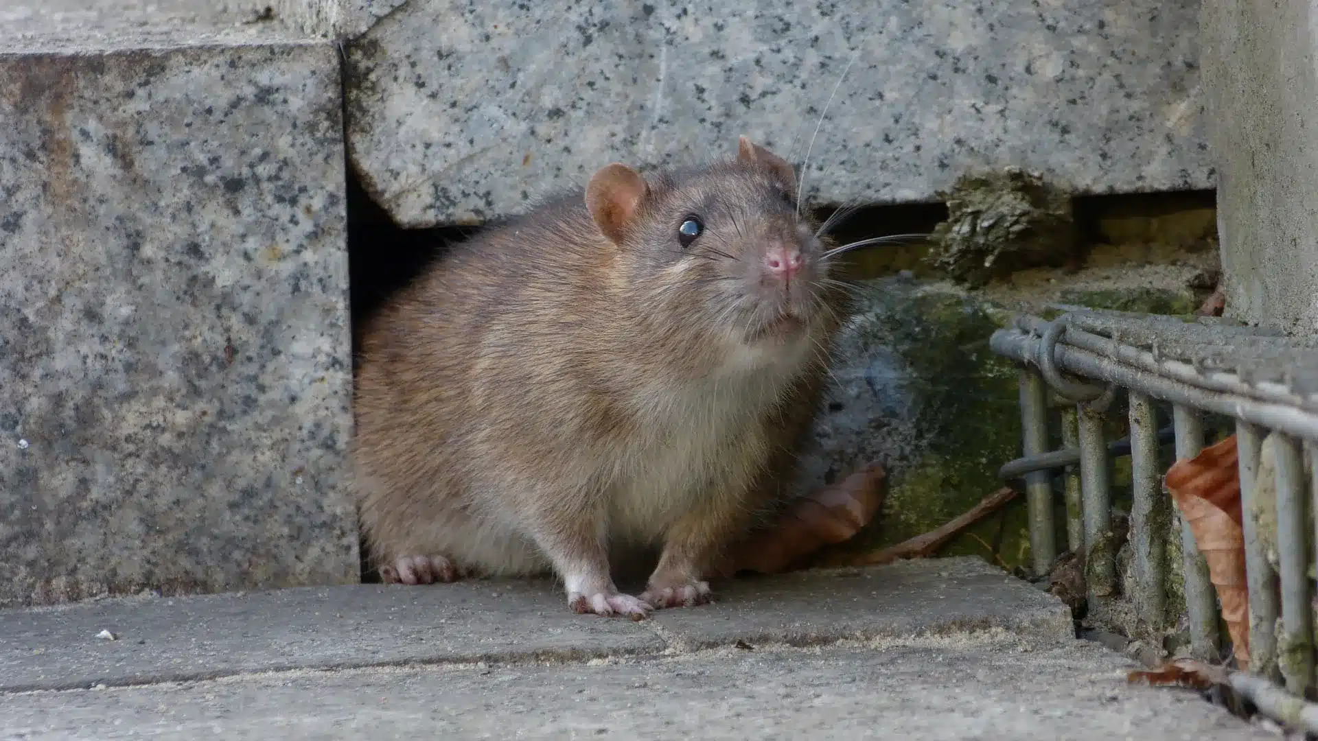 Norway rat near drainage