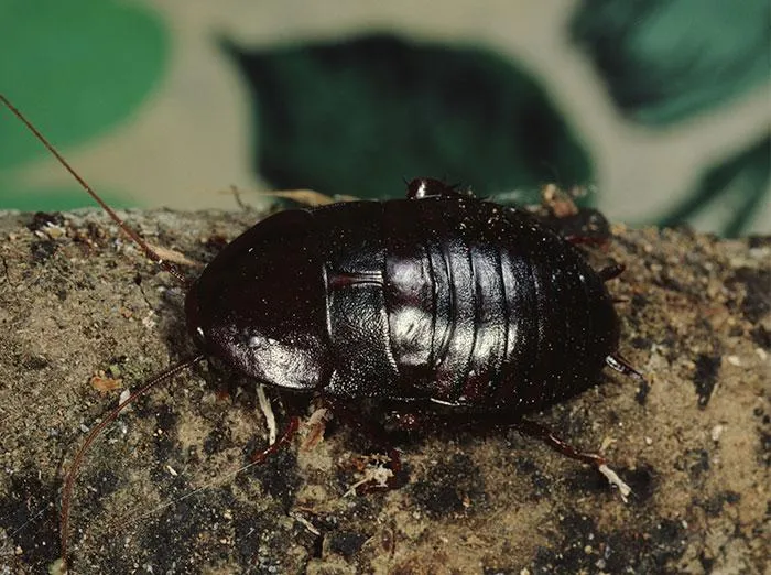 Damp laundry / sub-floor environment for Oriental cockroaches
