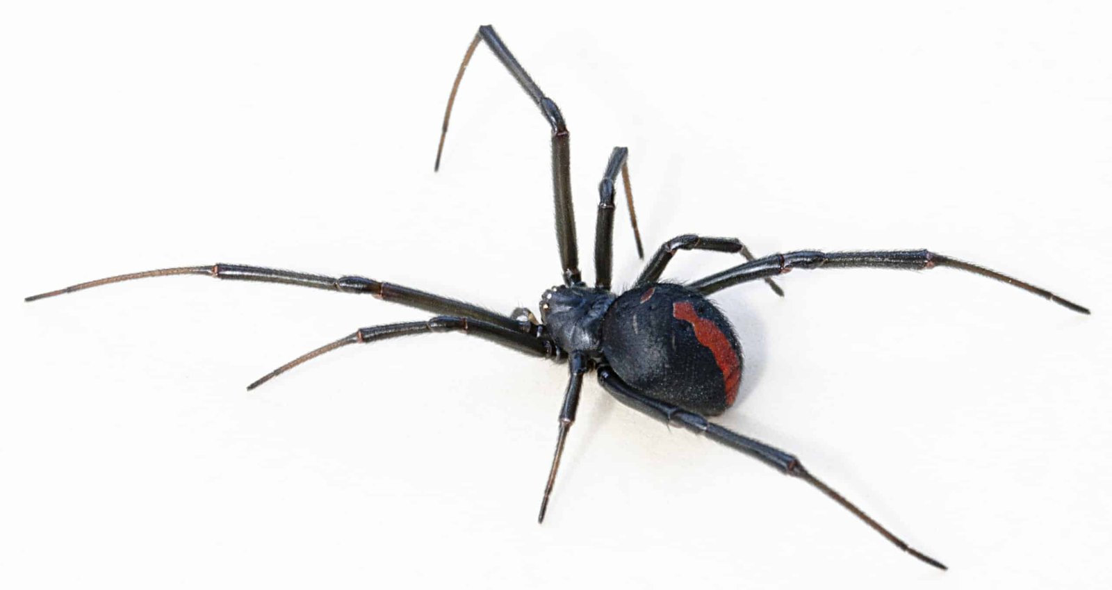 Redback spider on web