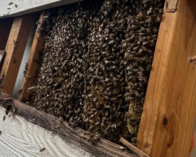 Close view of honey bees covering the wax comb inside a wall cavity before the hive is removed