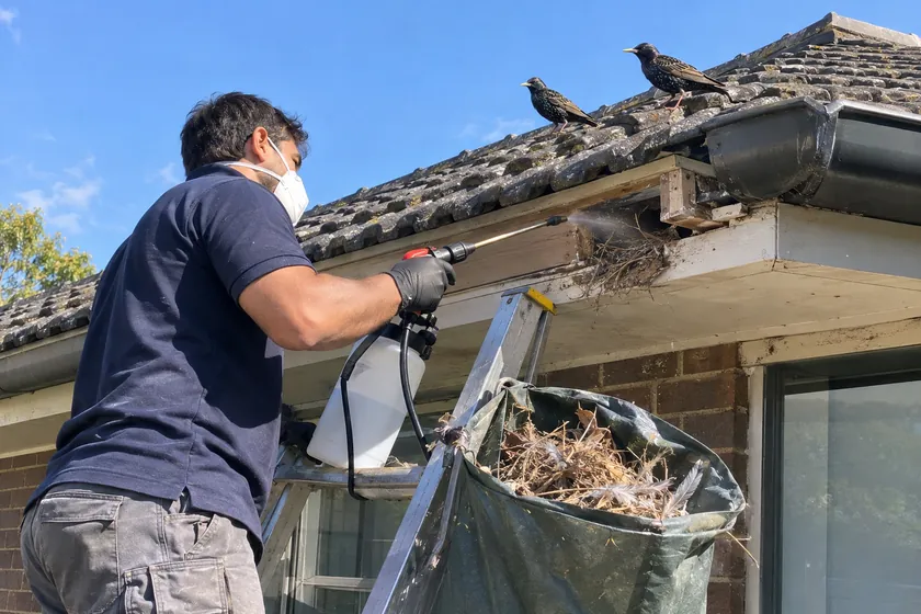 Technician treating the rafter end where a starling nest was removed, starlings on the roof