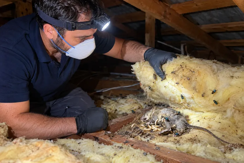 Technician finding a dead rat with maggots and blowflies under roof insulation