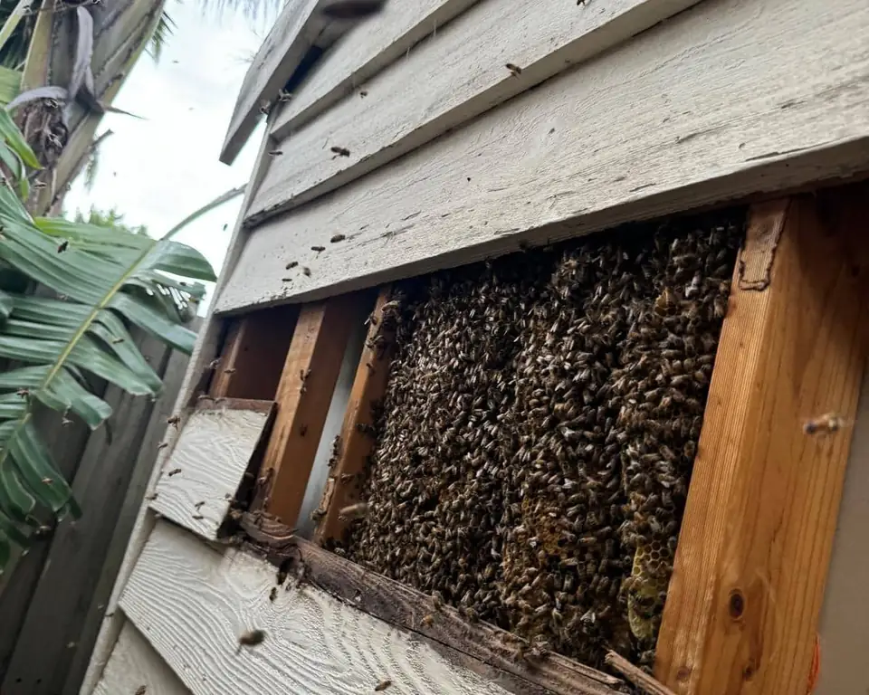 Honey bee colony and comb exposed inside a weatherboard wall of a Melbourne house during a bee removal job
