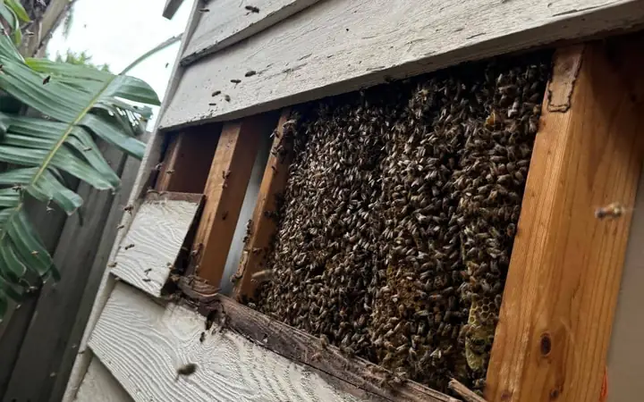 Honey bee colony and comb exposed inside a weatherboard wall of a Melbourne house during a bee removal job