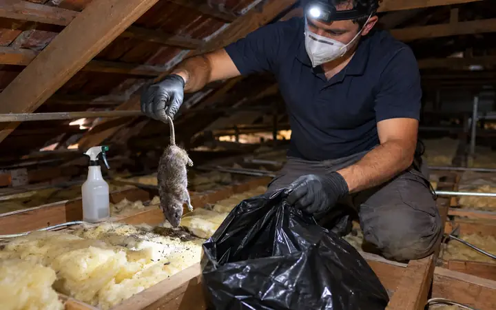Technician in a mask and gloves bagging a dead rat from the insulation in a Melbourne roof void