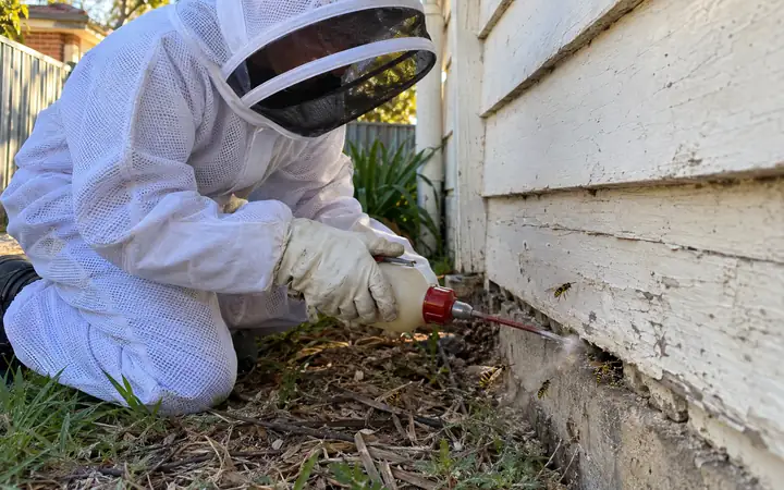 Technician in a bee suit dusting a European wasp nest entrance at the base of a weatherboard wall