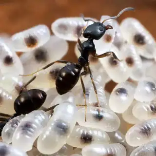 Black house ants