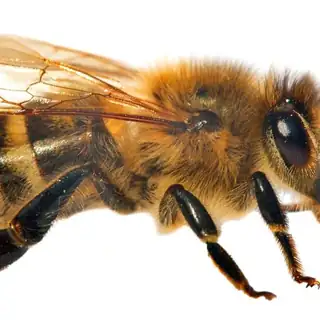 Honey bee