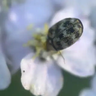 Carpet beetle on a flower