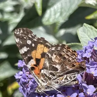 Australian painted lady butterfly on flowers