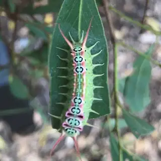 Cup moth caterpillar on a gum leaf
