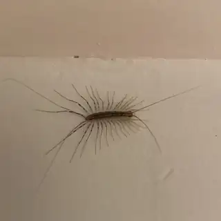 House centipede on a wall