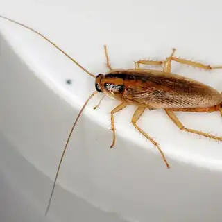 German cockroach