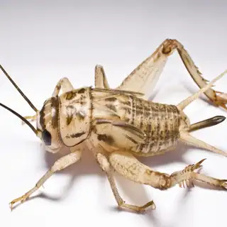 House cricket