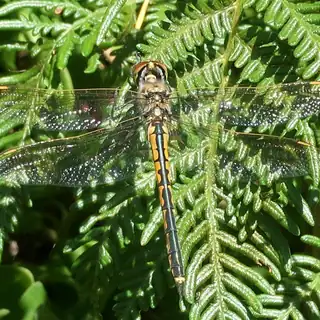 Dragonfly resting on a fern