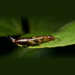 European earwig