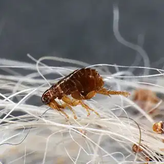 Flea on dog fur