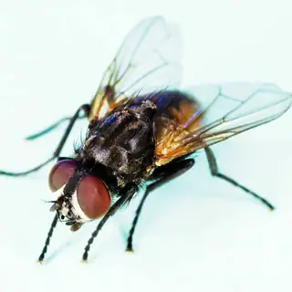 Common house fly
