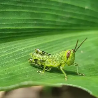 Green grasshopper on a leaf