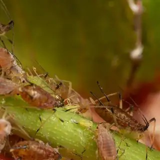 Greenfly aphids on a plant stem