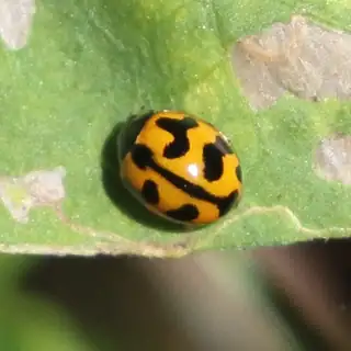 Transverse ladybird on a leaf