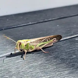 Locust on timber decking