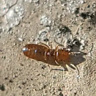 Book louse on a surface