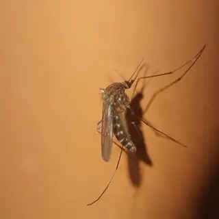 Mosquito on skin
