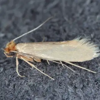Webbing clothes moth