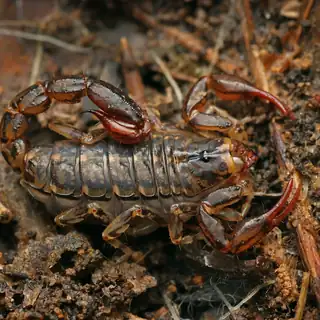 Australian scorpion on soil