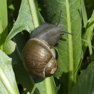 Garden snail on a leaf