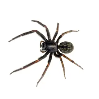 Black house spider