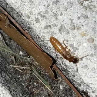 Termite worker beside damaged timber